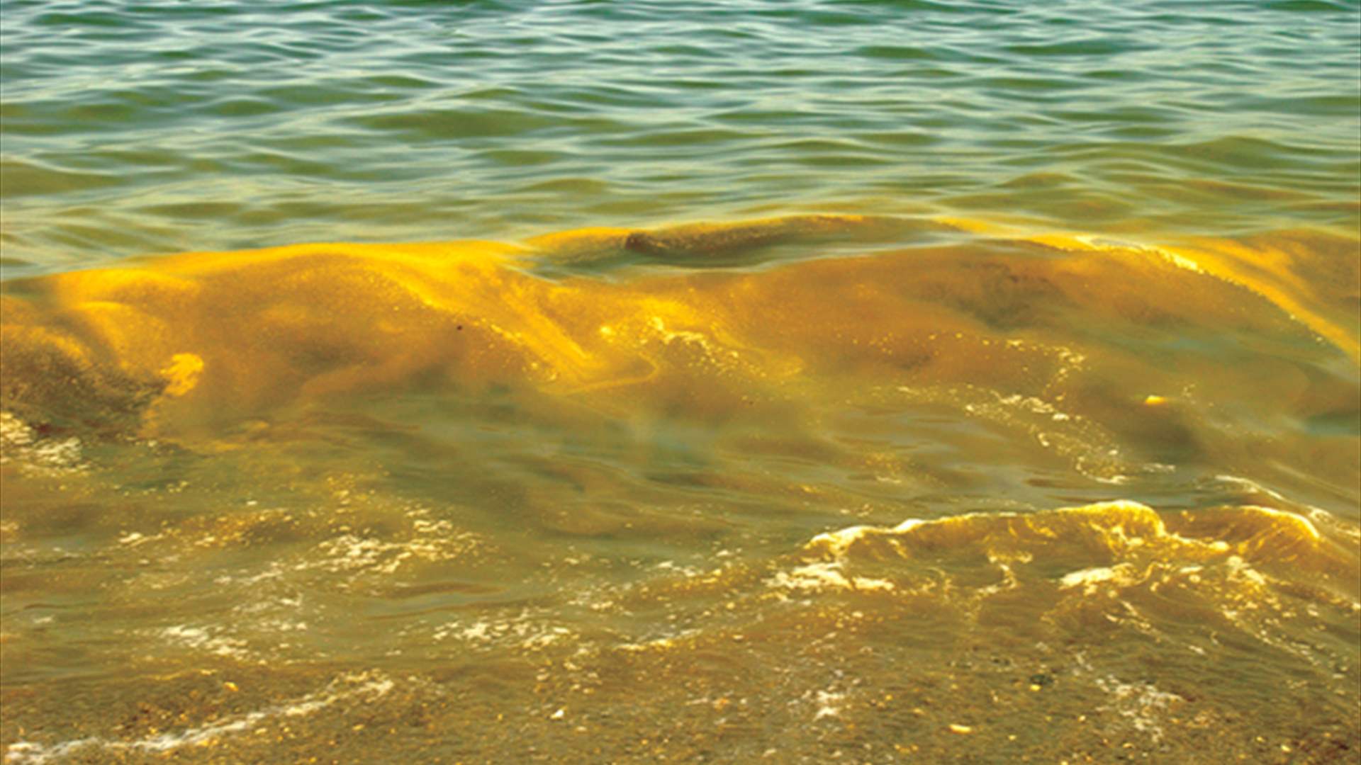 وزارة البيئة تفسّر ظاهرة البقع الصفراء على سطح البحر