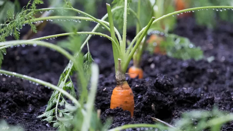 غذاؤك درعك في موجات الحر… 5 أطعمة تساعد على التخفيف من آثار حروق الشمس