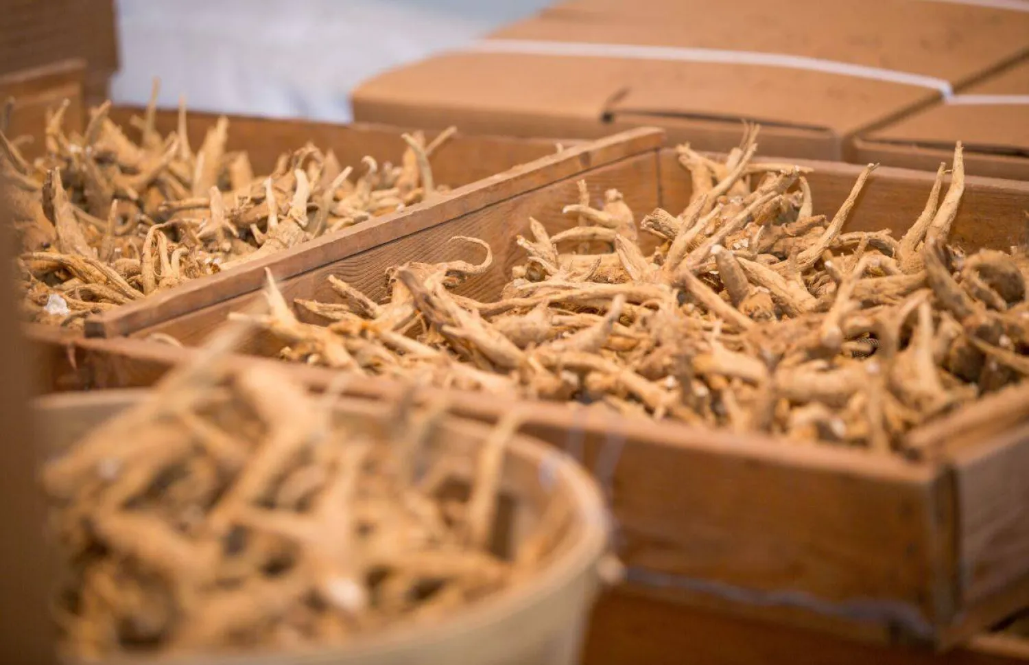 الجينسنغ… "الذهب الأخضر" الذي يُغذّي الجسد ويقاوم الزمن