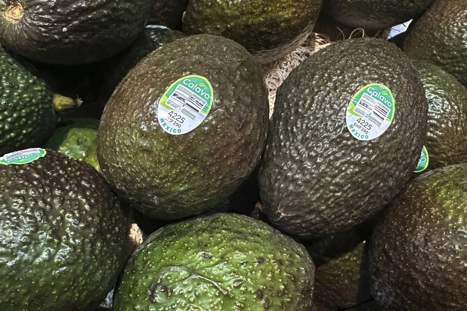 الأفوكادو: الفاكهة الغنية بالطاقة وصحة القلب والمزاج