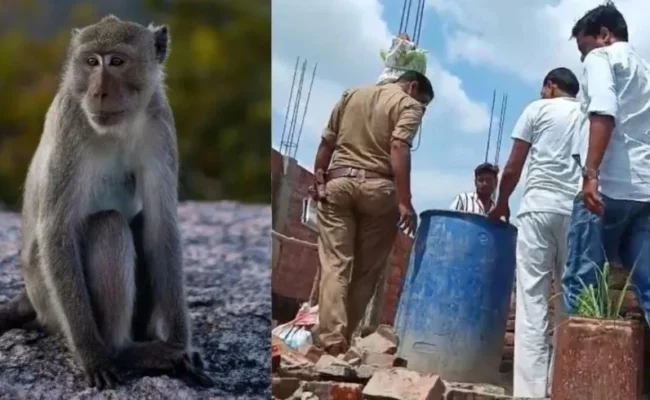 قرود تخطف رضيعاً من سريره وتلقيه في برميل ماء… مأساة تهزّ قرية هندية