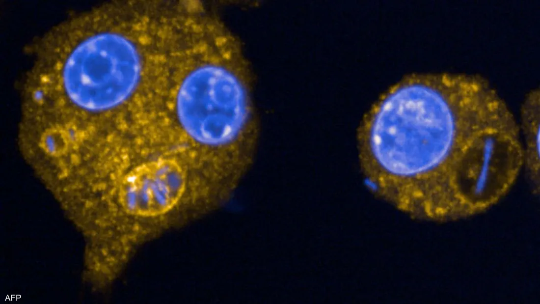 منظمة الصحة العالمية تحذر: نصف البكتيريا عالمياً مقاوم للمضادات الحيوية وقد تهدد الحياة