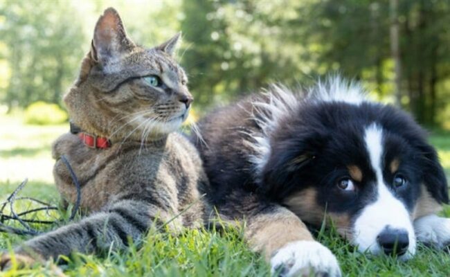 طلاق في الهند بسبب كلب وقطة… حب الحيوانات لم يمنع الانفصال