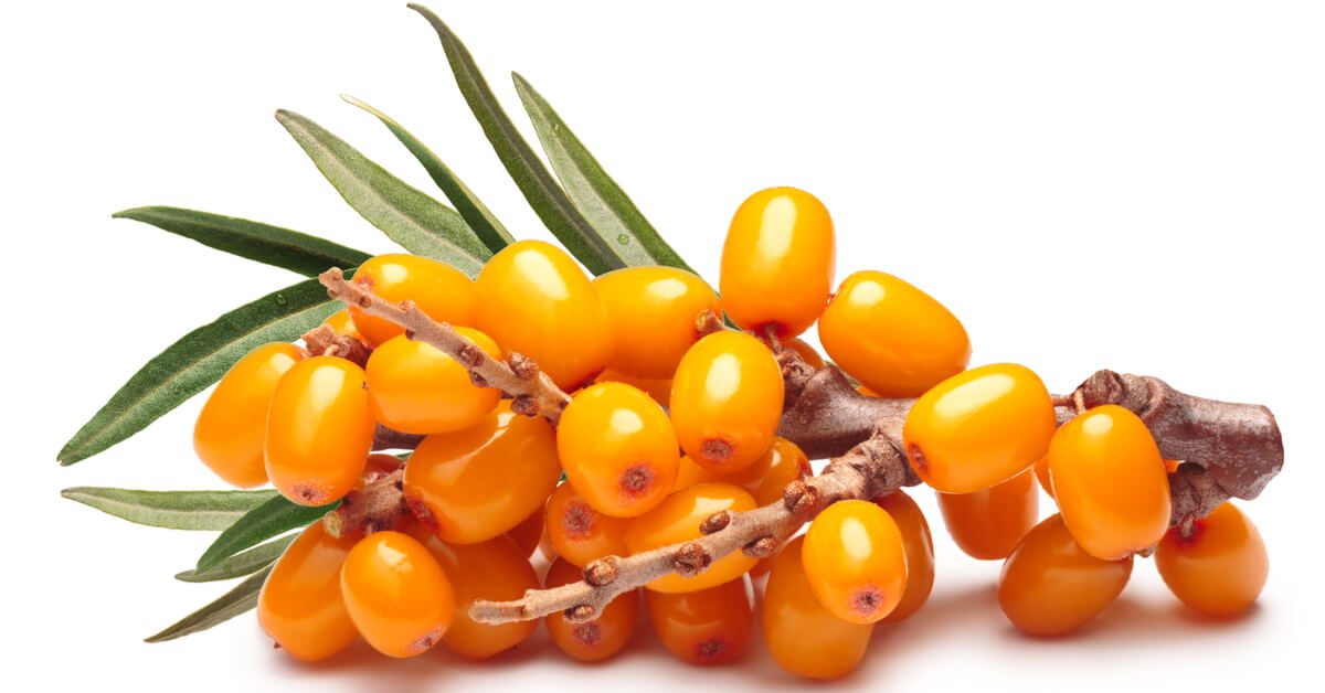 ماذا نعرف عن فاكهة نبق البحر؟