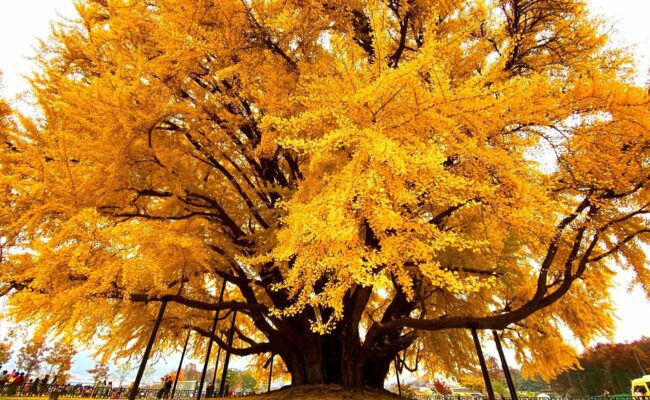 “رائحة من عصر الديناصورات”... أشجار الجينكو الذهبية تثير الجدل في كاليفورنيا!