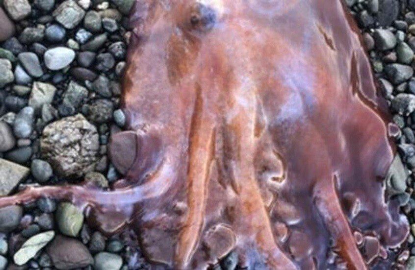 اصطياد أخطبوط نادر بسبعة أذرع في مياه السويد