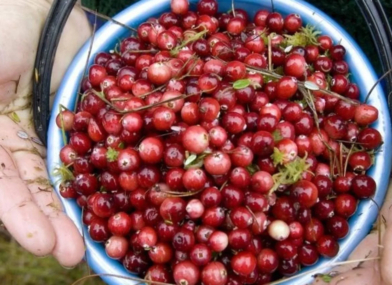 هل يقي التوت البري من التهابات المسالك البولية؟ دراسة تُعيد الجدل العلمي إلى الواجهة