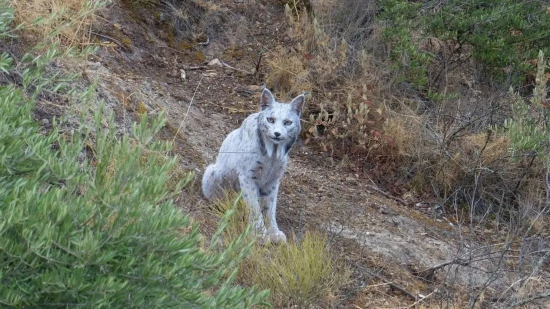 “الشبح الأبيض” يظهر في غابات إسبانيا: صور نادرة لوشق أيبيري بلون غير مسبوق