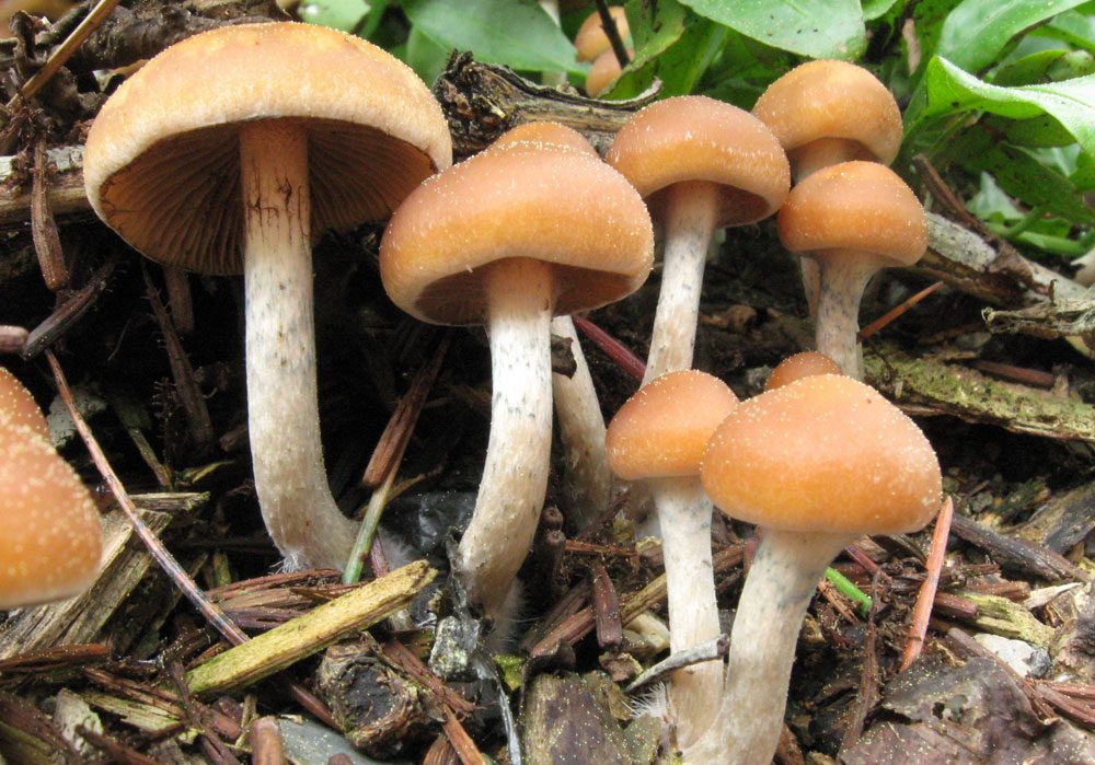 التشيك تعتمد السيلوسيبين طبيًا بدءًا من 2026 لعلاج الاكتئاب الحاد والسرطاني