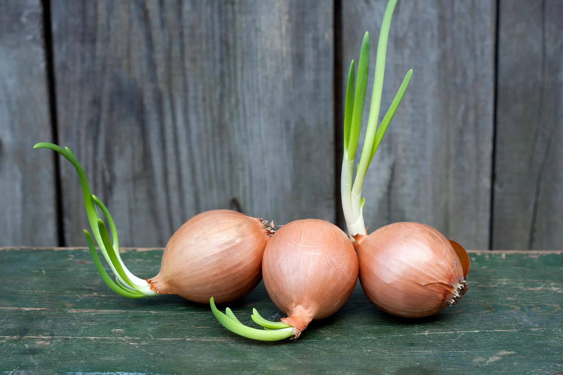 لماذا ينصح الخبراء بتناول البصل يوميًا… ومتى يجب تجنّبه؟