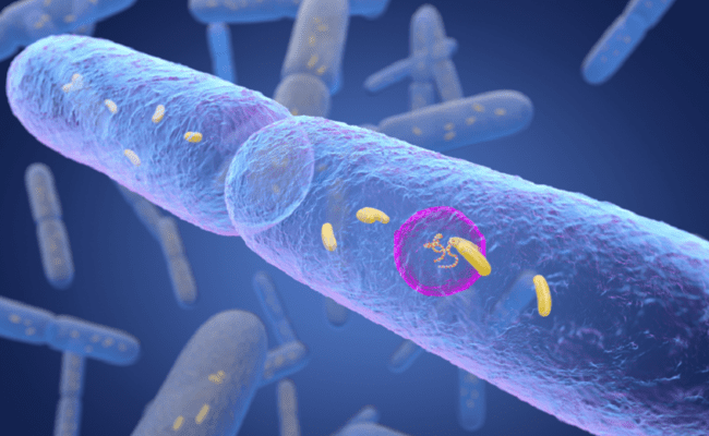 دور وقائي للبكتيريا المعوية ضد مرض السكري