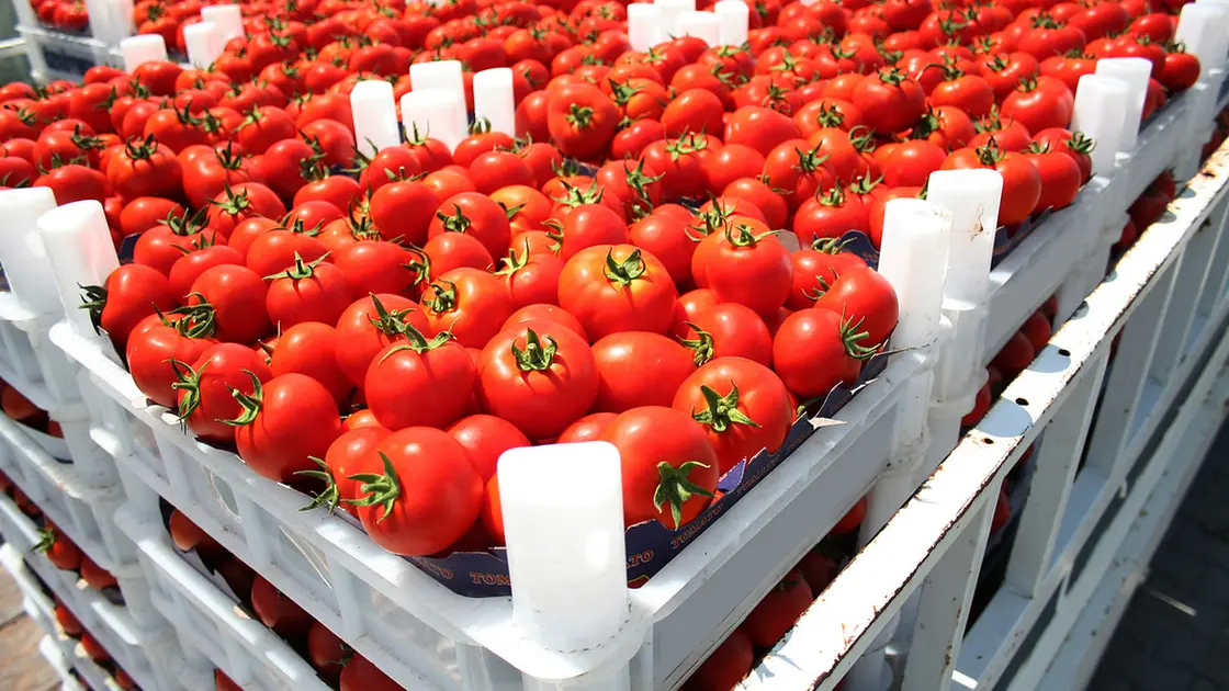 العراق يمنع استيراد 11 محصولاً ويحدد خطة الزراعة الشتوية بـ4.5 مليون دونم