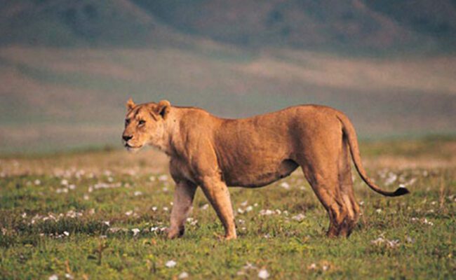 لبؤة تودي بحياة رجل اقتحم حظيرتها في حديقة حيوان بالبرازيل