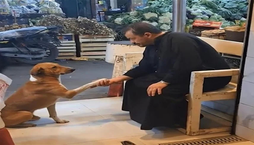 كلب “مصافح” في إمبابة يثير إعجاب رواد التواصل الاجتماعي