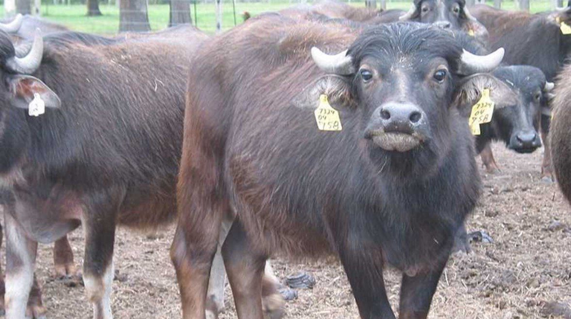 لبنان: ضبط أكثر من 1400 كلغ من لحوم الجاموس الهندية!