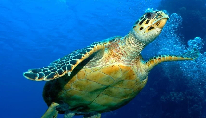 إنقاذ سلحفاة بحرية مهددة بالانقراض عالمياً