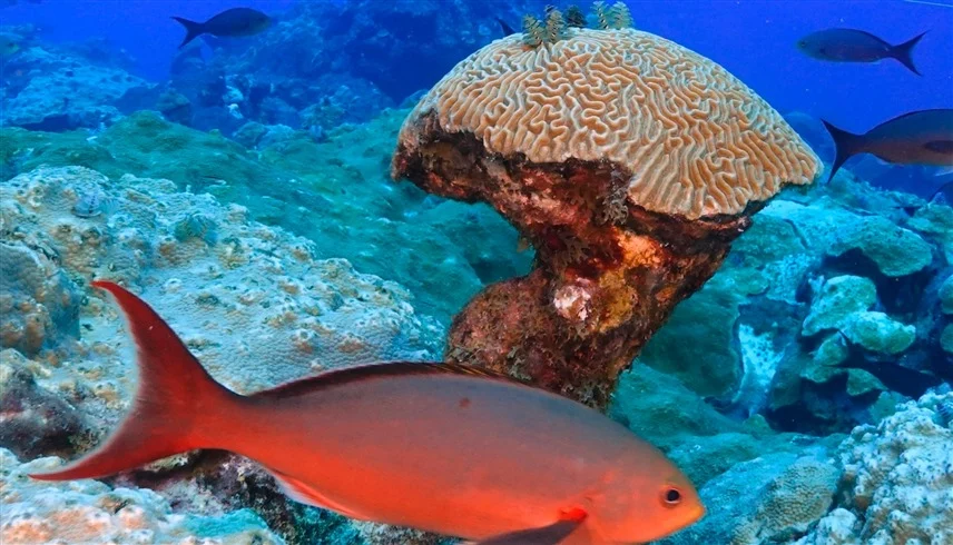 محيطات العالم تسجل حرارة قياسية في 2025