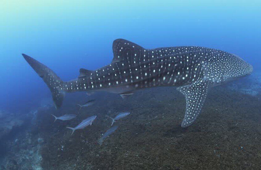 اصطياد قرش حوتي مهدد بالانقراض يثير موجة غضب واسعة ودعوات للمحاسبة