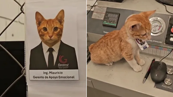 قط مكسيكي يصبح مديرًا للدعم العاطفي في شركة