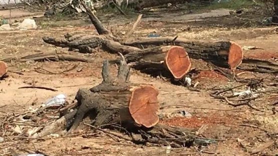 الخرطوم تفقد "رئتها": غابة السنط تتحول إلى أرض جرداء بعد قطع الأشجار الجائر