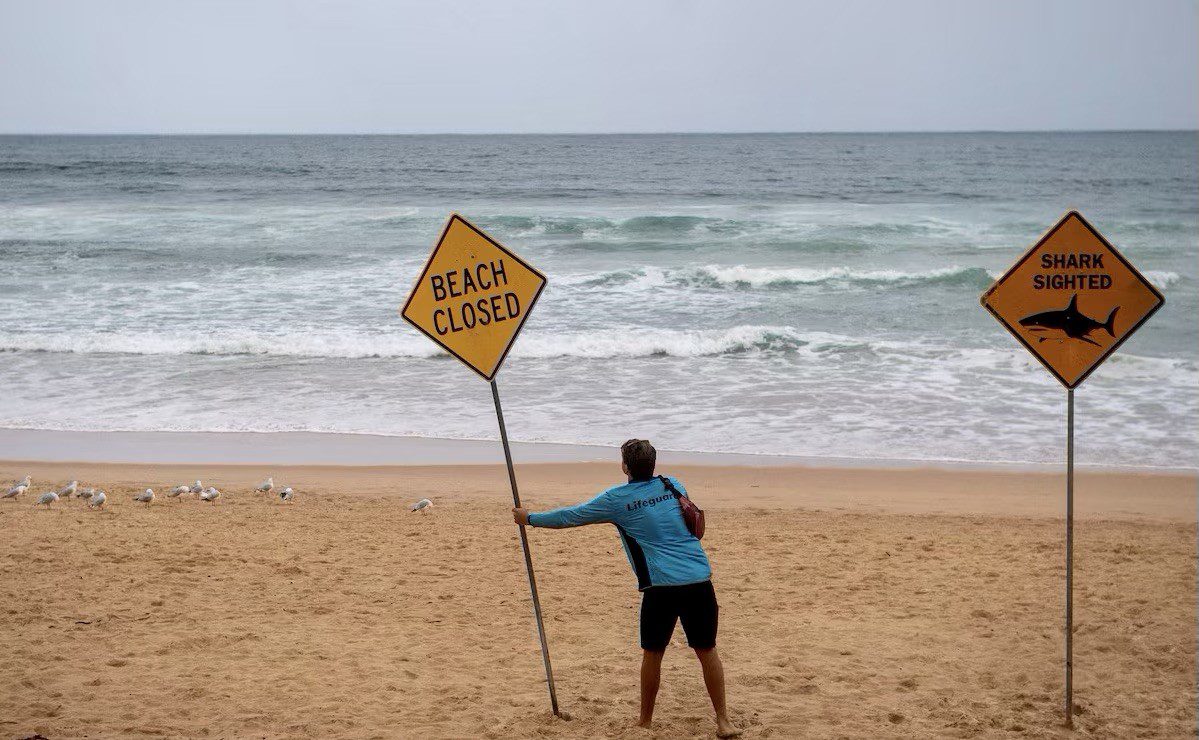 بعد تصاعد هجمات القروش... إغلاق جماعي لشواطئ شمال سيدني