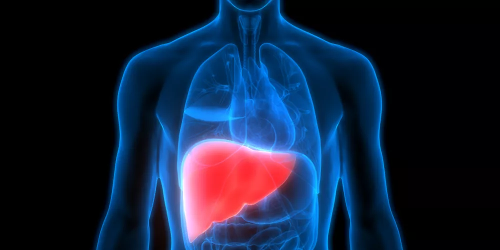 دراسة صينية تكشف ارتباط فقدان العضلات لدى كبار السن بزيادة خطر تليف الكبد