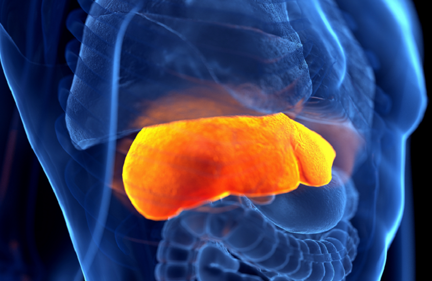 الكبد