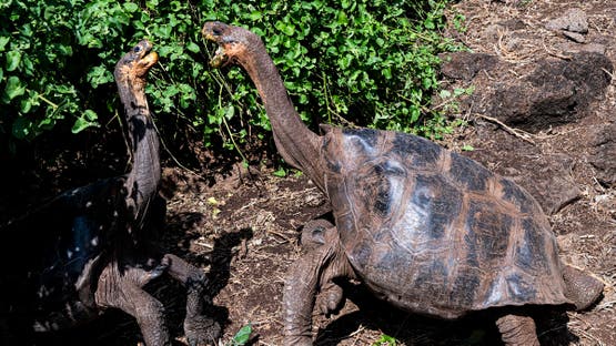 سلاحف في في حديقة وطنية في غالاباغوس في الإكوادور