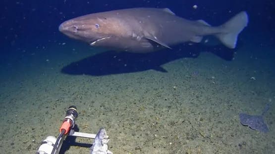 مشهد نادر في أنتاركتيكا.. اكتشاف قرش في مياه شبه متجمدة
