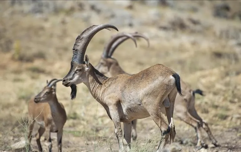 كاميرات الغابة ترصد مشاهد نادرة للحياة البرية في أنطاليا