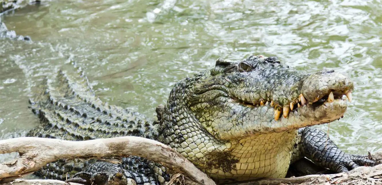 صياد يلقى حتفه بين الأفيال والتمساح في زيمبابوي