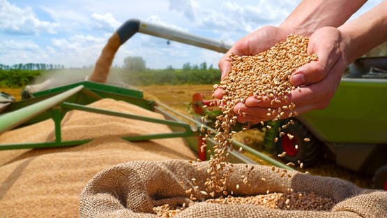 الجزائر تطرح مناقصة دولية لشراء 50 ألف طن قمح