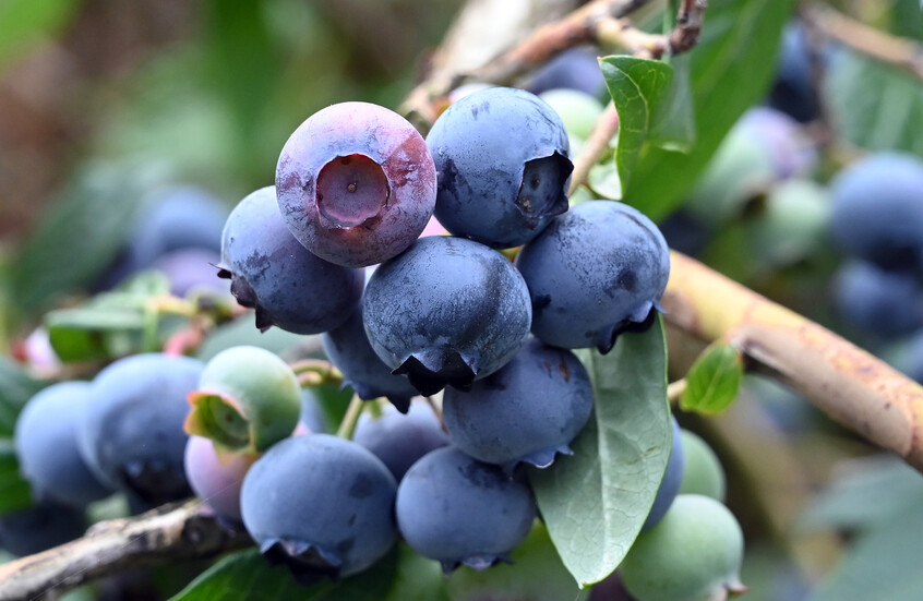 التوت البري الأزرق