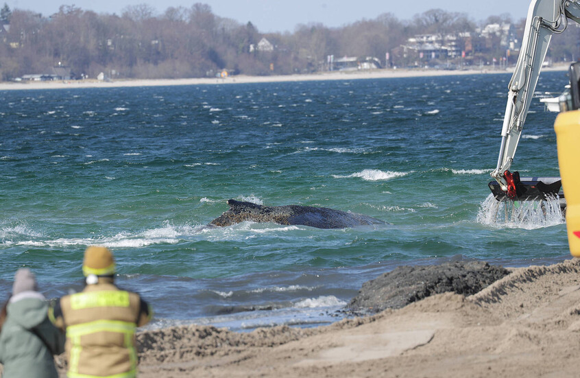 الحوت الأحدب