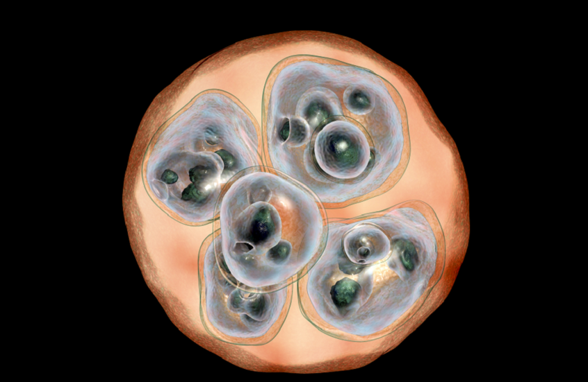 الدهون البنية