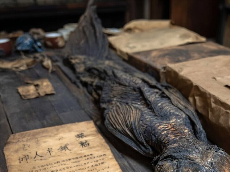 اليابان.. اكتشاف مومياء «حورية بحر» بذيل سمكة في فوكوشيما