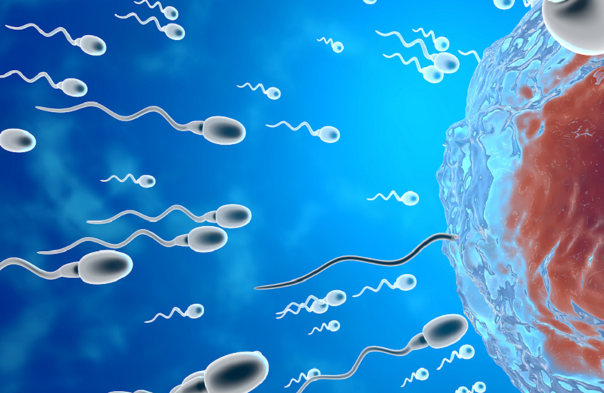 دراسة حديثة تكشف تأثير الفصول على حركة الحيوانات المنوية
