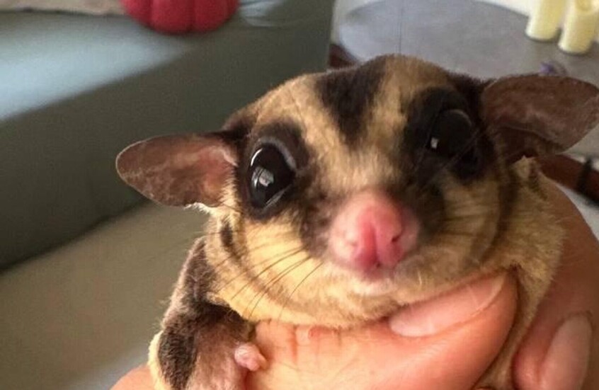 حيوان بوسوم السكر