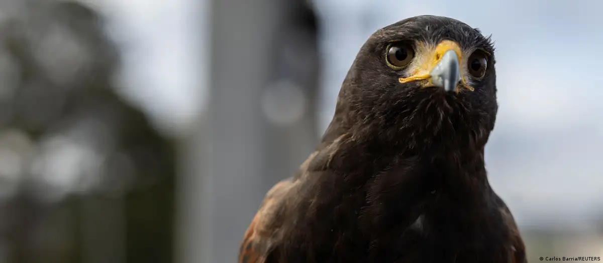 السجن لشاب في لوس أنجليس بعد سقيه صقراً كحولاً