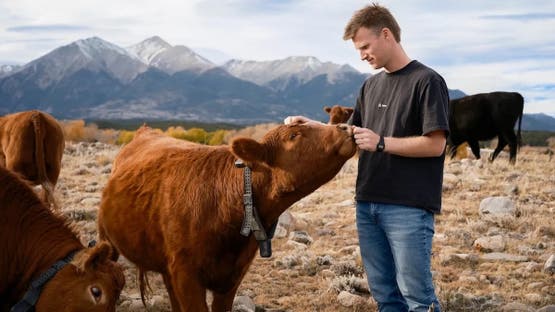 أطواق ذكية تعمل بالطاقة الشمسية لإدارة الأبقار