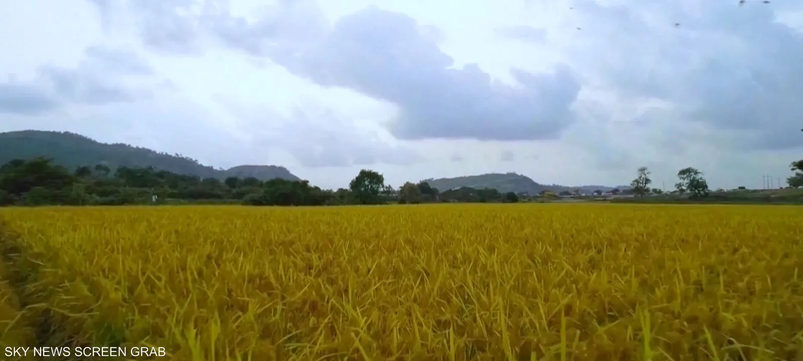 الأمن الغذائي