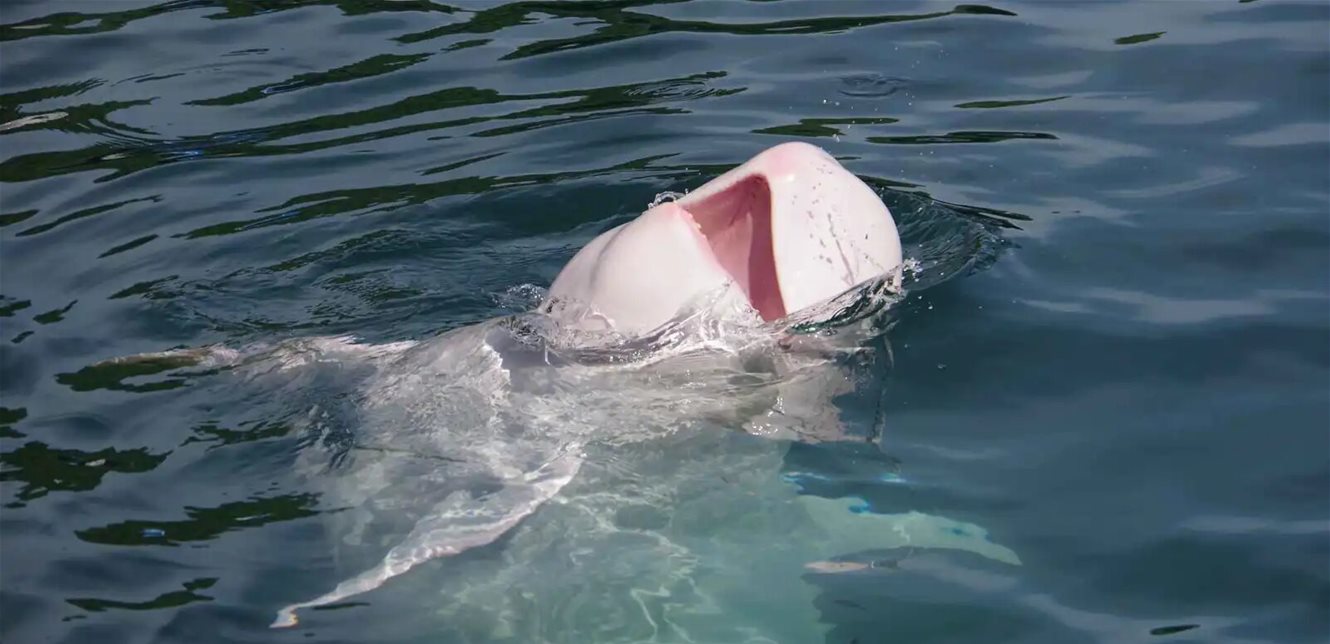 دولفين أبيض