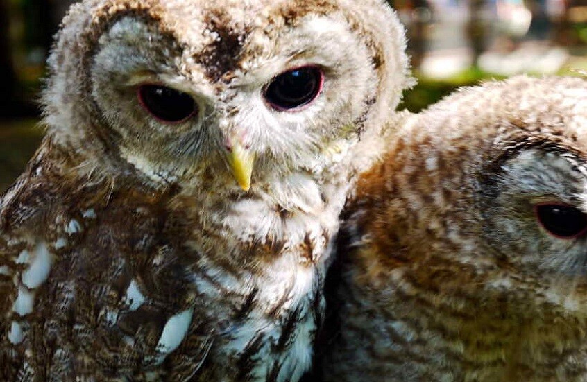 ظهور صغار البوم في حدائق موسكو مع بداية الربيع