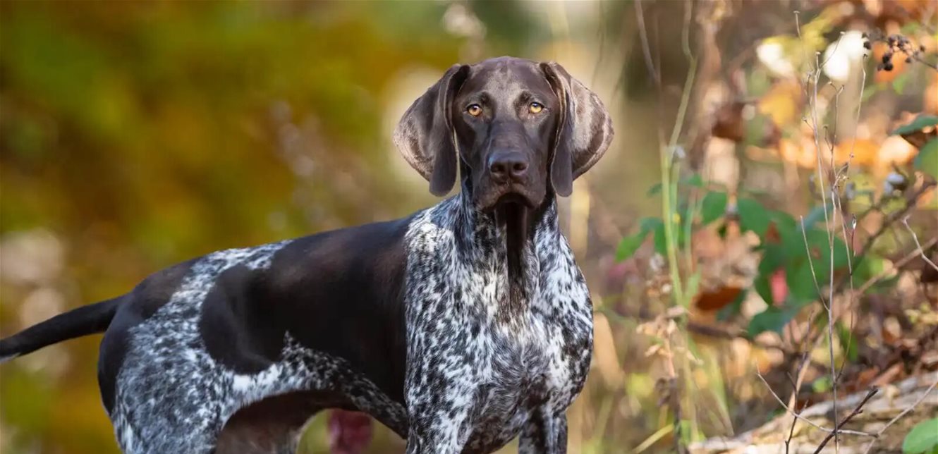 كلب ينقذ عائلة في كاليفورنيا من حريق